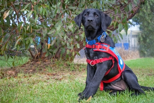A black labrador wearing a red and blue harness, trained for guide dog applications, sits on the grass.
