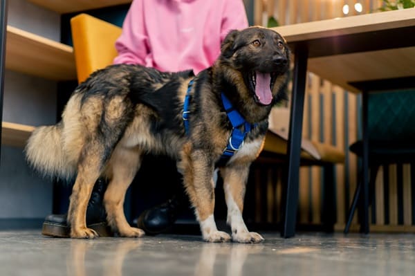 A brown and black Cardiac Service Dog with a blue harness standing beside a person wearing a pink shirt and black shoes in a modern cafe in Australia.