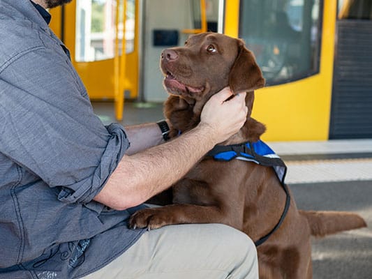 An Assistance Dog accompanies their handler on public transport