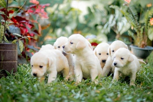 A group of seven yellow Labrador puppies, raised by reputable service dog breeders, are walking on grass in a garden surrounded by green plants and colorful foliage.