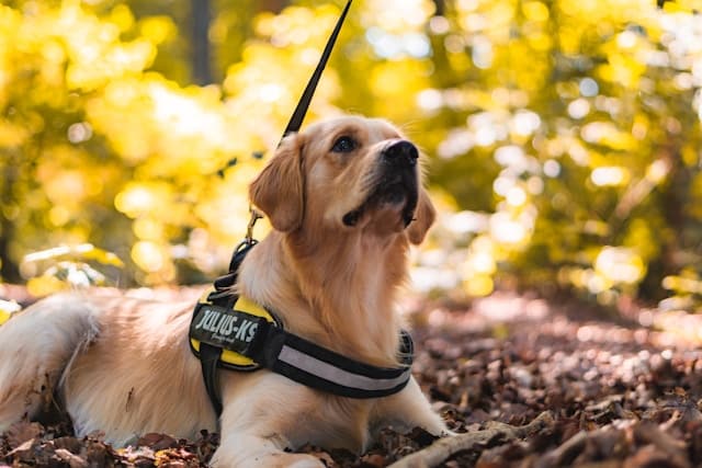 Golden Retriever wearing a harness and leash lying on fallen leaves in a sunlit forest, a serene scene reminiscent of what you might encounter when learning how to find ethical dog breeders.