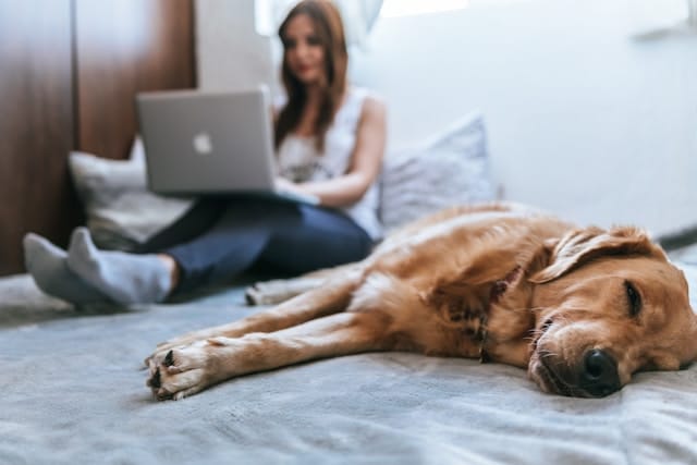 A woman sits on a bed using a laptop to research pet health issues as her trusty pup lying beside her is feeling sick and may need to see the vet