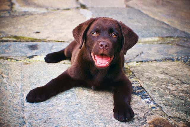 A chocolate Labrador puppy lies on a stone surface, looking up with an open mouth and attentive eyes. If you're considering such a sweet companion, it's important to know how to find ethical dog breeders or service dog breeders to ensure a healthy and well-raised pet.