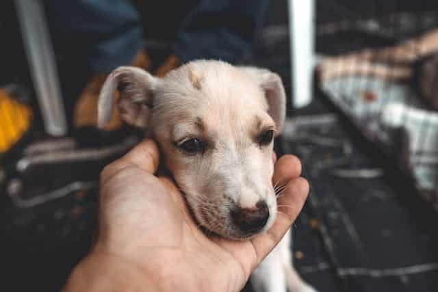 A small light-colored puppy, possibly from service dog breeders, has its head gently cupped by a person's hand. The background includes a dark-patterned blanket and part of a person's legs in jeans and boots.
