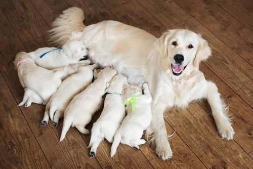 A mother dog, lying on a wooden floor, nurses five puppies. The puppies are eagerly feeding while the mother looks at the camera with a relaxed expression—a perfect snapshot of nurturing that responsible service dog breeders strive for.
