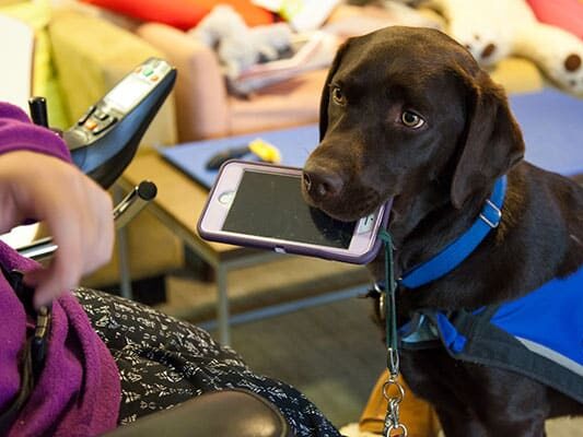 An Assistance Dog brings its handler their phone to report a refusal of carriage on taxis 
