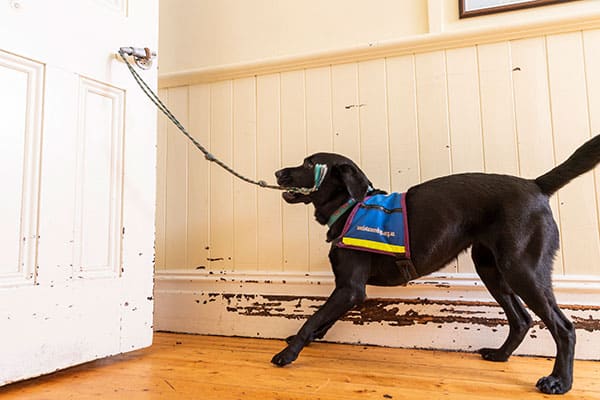 A black service dog in a blue service vest uses its mouth to pull open a door with a rope attached to the handle
