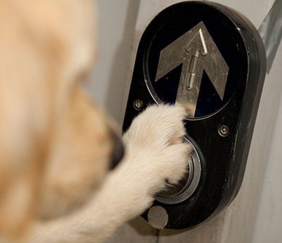 A close-up of an Assistance Dog pressing the button on a traffic light to assist their handler in moving around in public, on their way to catch a taxi