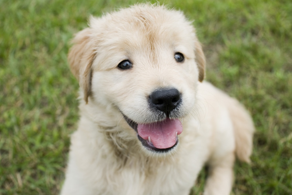 A golden retriever puppy sits on green grass with its mouth open and tongue out, looking slightly upward—a perfect reminder of why puppy insurance is so important for keeping young pets happy and healthy.