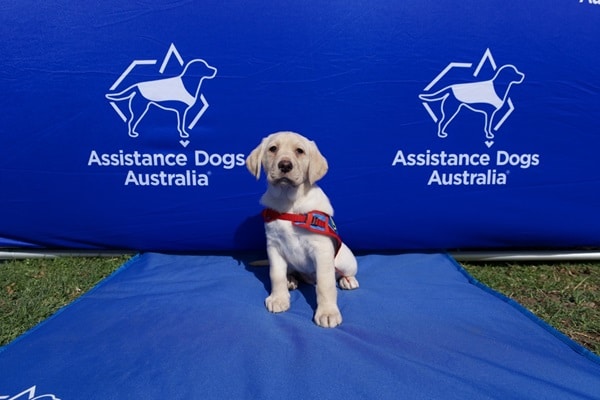 A Labrador puppy in a red harness sits on a blue mat with an "Assistance Dogs Australia" backdrop, celebrating International Assistance Dog Week.
