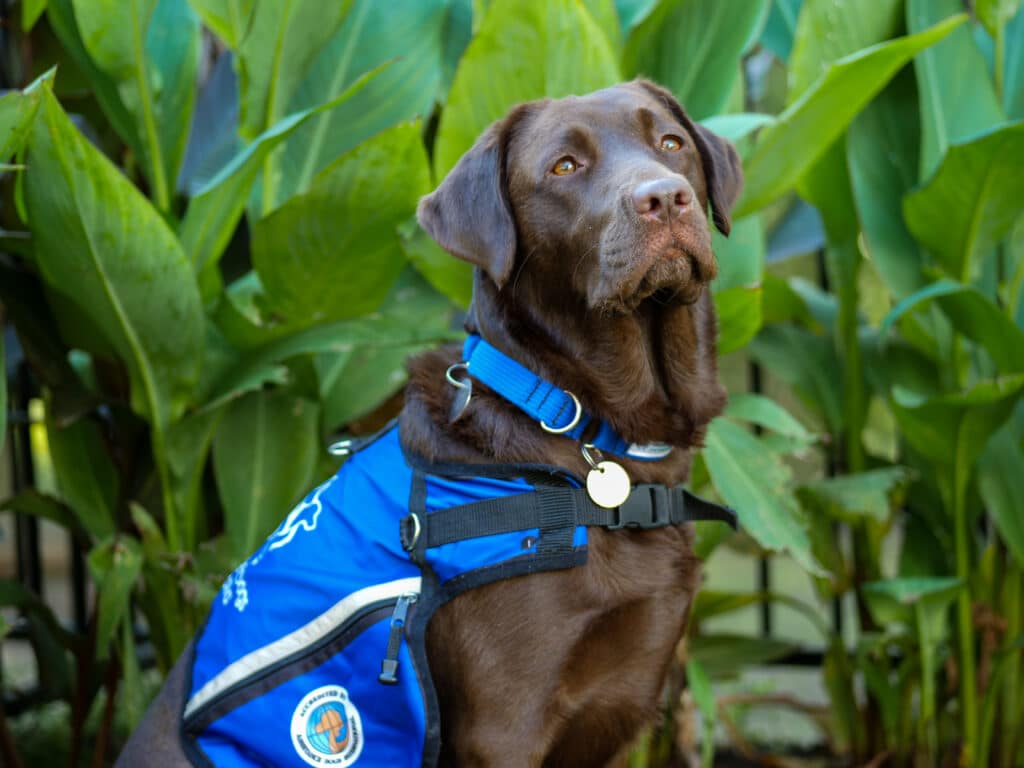 Letty, a Chocolate Labrador in a blue vest, sits calmly in front of green leaves, ready to be the gentle assistance dog for a child with autism.