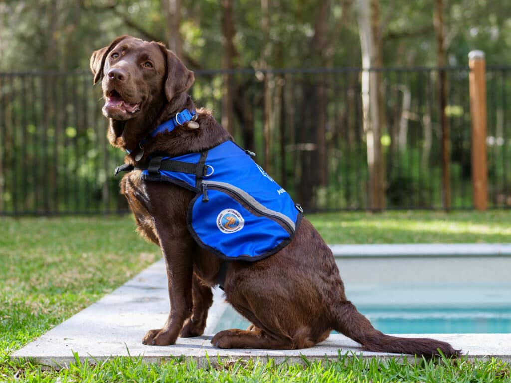 A brown Labrador Retriever, proudly wearing a blue service dog vest, sits by a pool in a grassy backyard. As an Autism Support Assistance Dog, it offers comfort and safety to its child with autism amid the tranquil scenery of trees and a fenced backdrop.