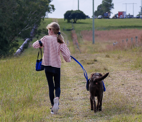 A child with autism walks a brown dog on a leash along a rural grassy path, with trees and a road with cars in the background.