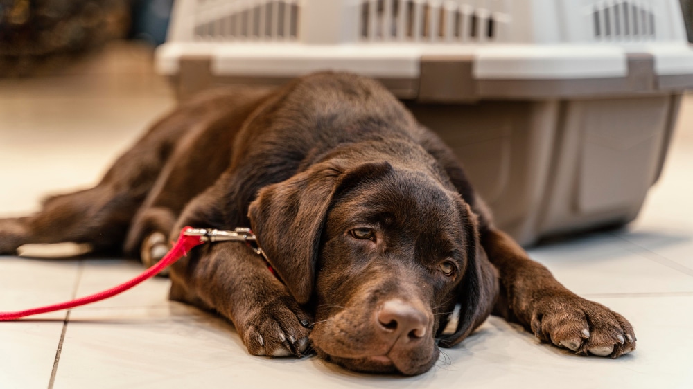 A chocolate Labrador retriever lies on a tiled floor in front of a pet carrier, wearing a red leash and looking slightly tired—perhaps wondering if can dogs sense earthquakes after the recent WA earthquake.