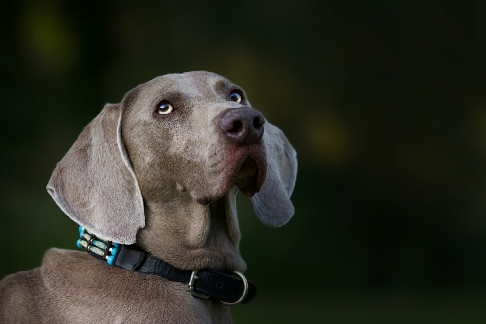 A Weimaraner dog with a short, gray coat and floppy ears looks upward, wearing a black collar against a dark, blurred background—raising the question: can dogs sense earthquakes like the recent WA earthquake?.