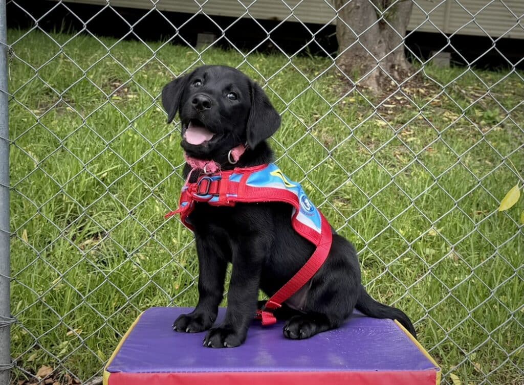 A black puppy wearing a red harness and a blue vest sits on a cushion in front of a chain-link fence with grass in the background, ready for puppy training.