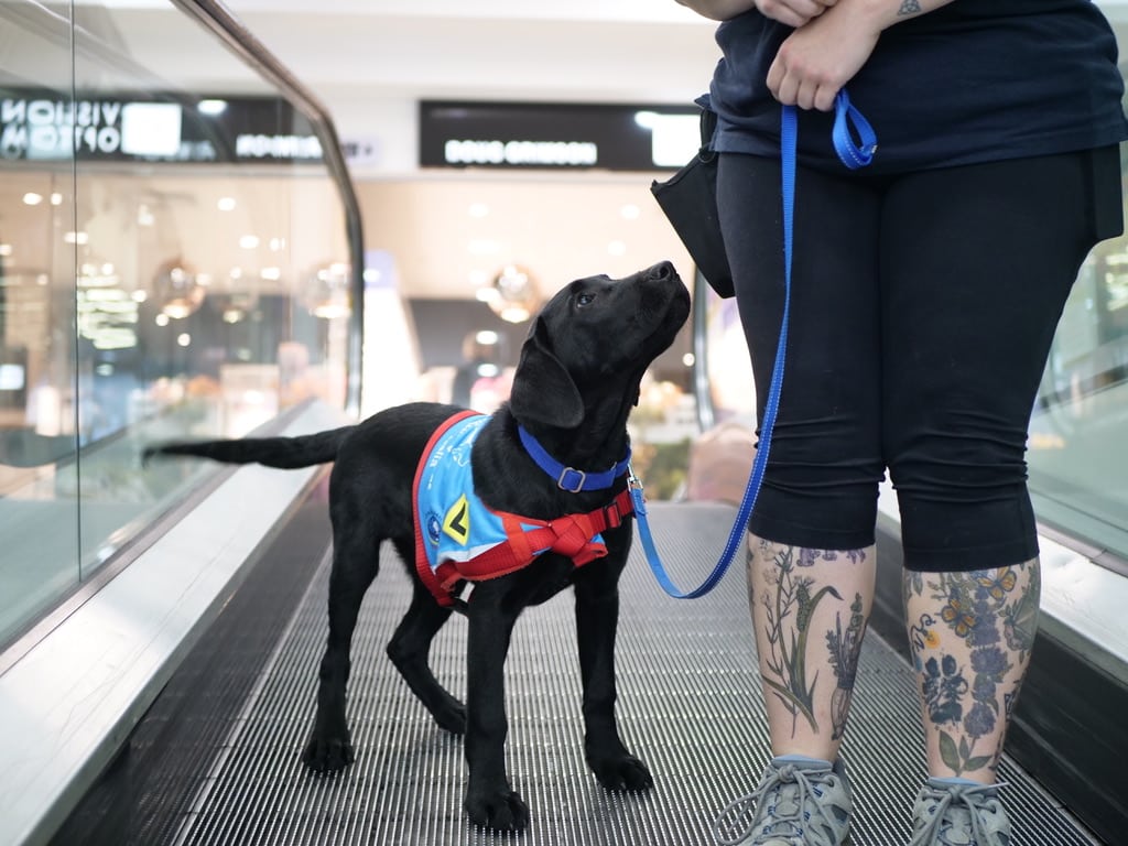 A black dog in a red and blue vest stands on a moving walkway beside a person with tattooed legs holding its leash, showcasing skills learned from puppy training.