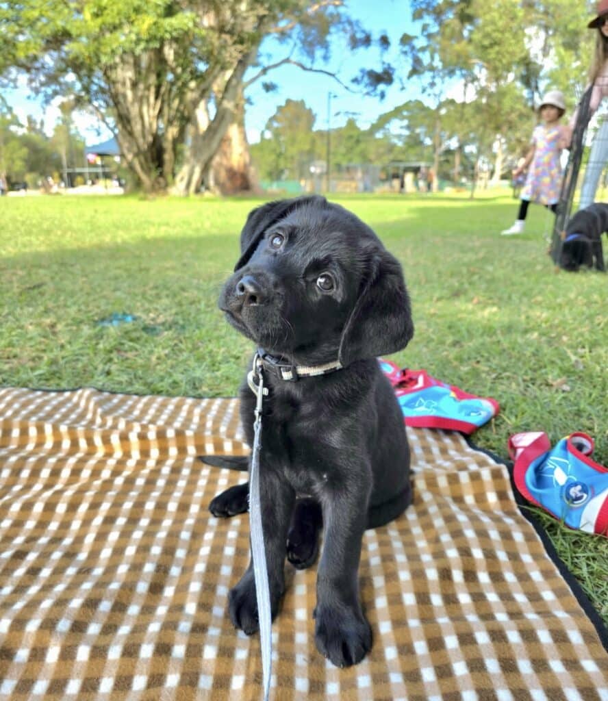 A black Labrador assistance dog in training sits on a checkered blanket in a park, looking up with its head tilted—perhaps eager for its next puppy training session. Trees, grass, and people are visible in the background.