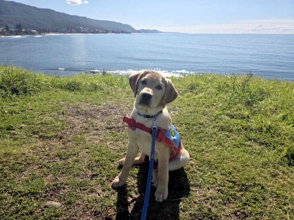 A young Labrador assistance dog in training wearing a red harness, fresh from puppy classes, sits on grass near the seaside with hills and ocean in the background.