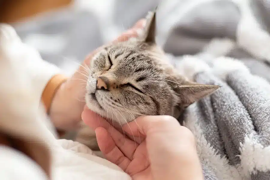 A person gently holds and strokes the chin of a relaxed tabby cat lying on a blanket, celebrating pet wellness during World Pet Health Month.