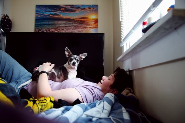 A person lies on a bed with a small dog sitting on their chest, sunlight spilling in through the window. A beach photograph hangs nearby, inviting you to join the pet health movement during World Pet Health Month.