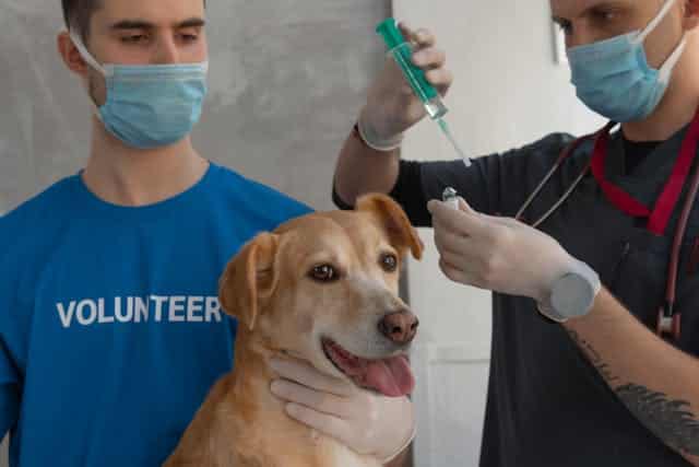 A veterinarian prepares a syringe while a volunteer holds a dog in a blue shirt. Both wear masks and gloves.