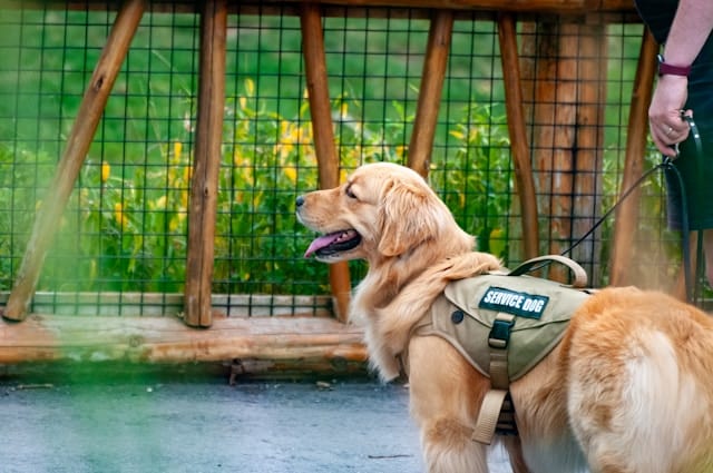 Golden retriever wearing a service dog vest stands on a leash next to a wooden fence, accompanied by a personโcelebrating World Pet Health Month and inviting you to join the pet health movement.