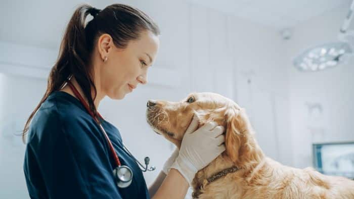 A veterinarian wearing gloves and a stethoscope examines a golden retriever dog in a brightly lit clinicโjoin the pet health movement and discover what is World Pet Health Month.
