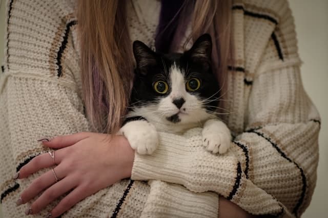 A black and white cat is being held in the arms of a person wearing a cream-colored knitted sweater with black stripesโjoin the pet health movement and show care for your furry friends.