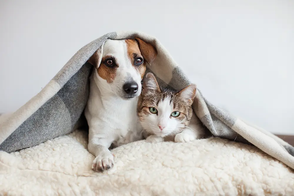 A small dog and a cat lie side by side under a gray blanket on a soft, cream-colored bed, both looking toward the camera, embodying the warm companionship at the heart of the WPHM Movement.