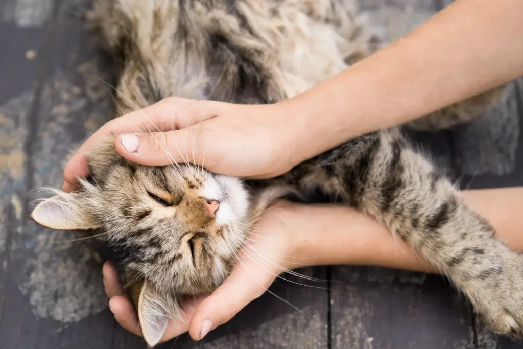A person gently holds and pets a relaxed tabby cat with closed eyes, lying on a dark wooden surface—a quiet moment reflecting the serenity often embraced by the WPHM Movement.