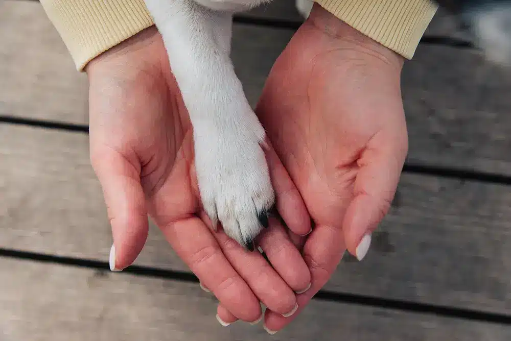 A person’s hands gently hold a dog’s paw over a wooden surface, symbolizing the care and connection celebrated during World Pet Health Month.