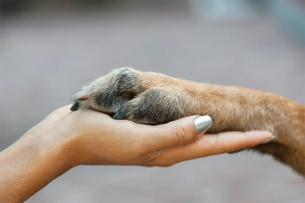A human hand gently holding a dog's paw, both resting against a blurred background—a perfect reminder to celebrate Pet Wellness during World Pet Health Month.