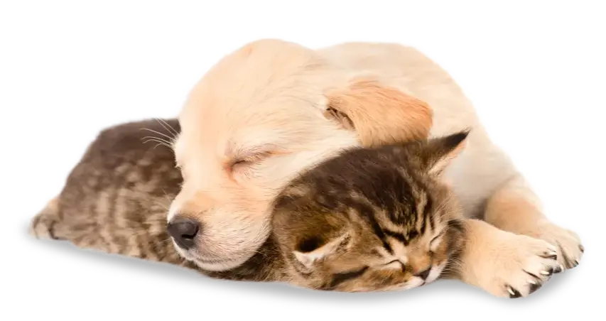 During World Pet Health Month, a light-colored puppy and a tabby kitten are lying down next to each other, sleeping with their heads touching.